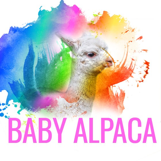 baby-alpaca5